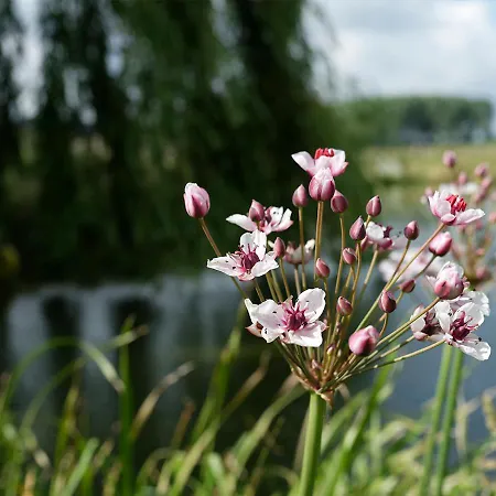 Πανσιόν Gite De L'etang